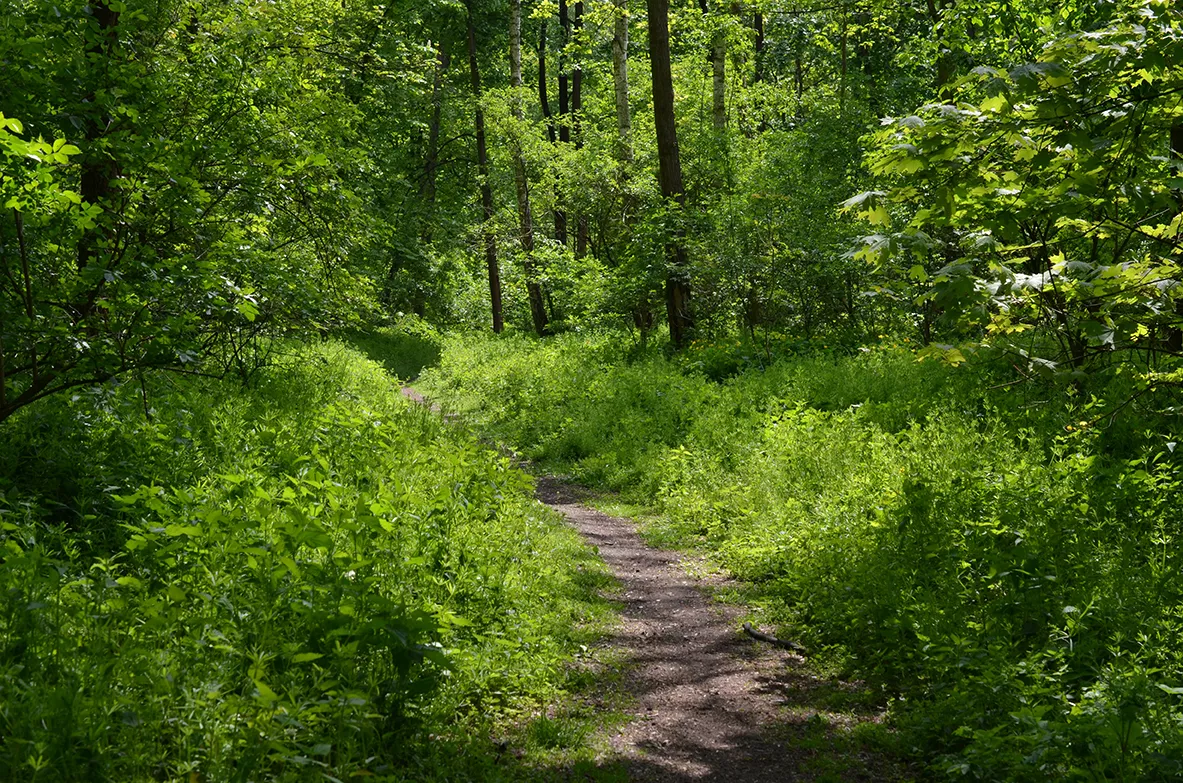 500 metres Rakowiecki Forest